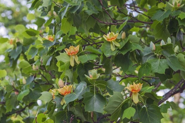 Close up view of tulip tree green leaves and flowers on branches in natural light