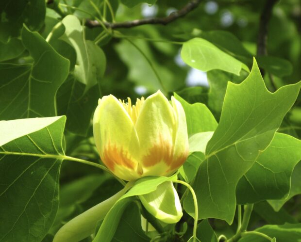 Close up of a tulip tree flower surrounded by green leaves in nature