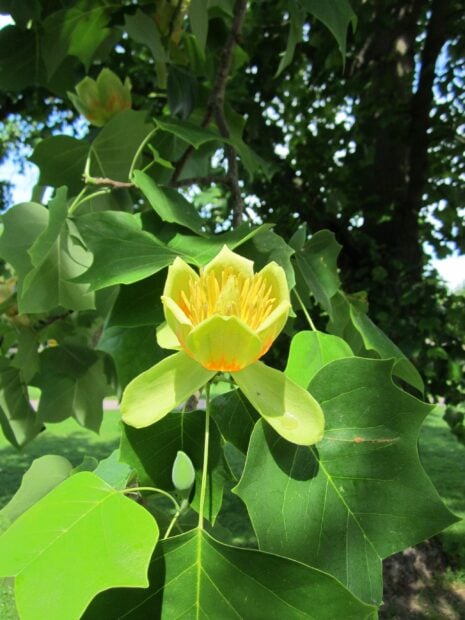 A close up of a tulip tree flower surrounded by green leaves on a tree branch