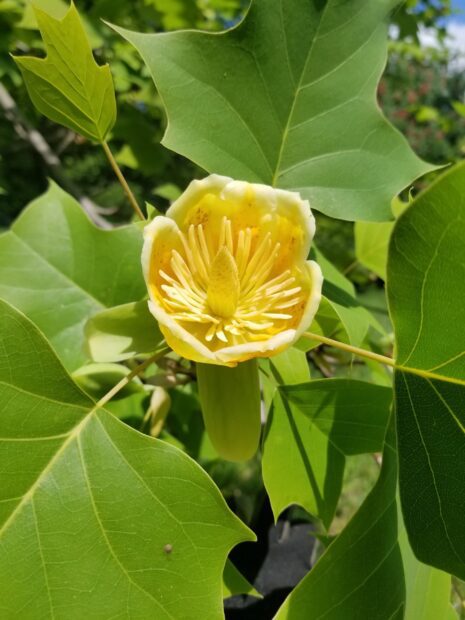 Close up view of a tulip tree flower surrounded by green leaves in natural sunlight