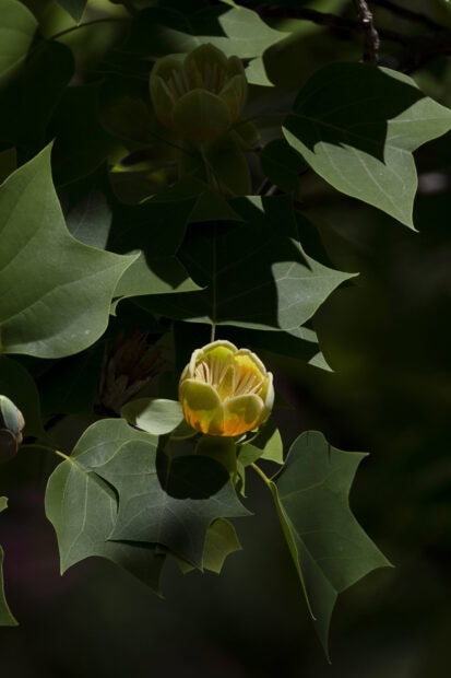 A close up of a tulip tree flower surrounded by green leaves in natural light