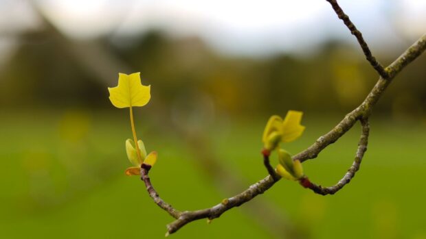 A close up of a tulip tree leaf growing on a branch in spring