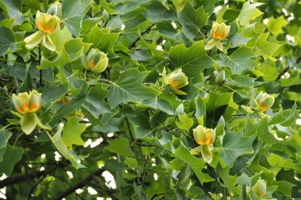 Close up of tulip tree leaves and flowers in vibrant green color
