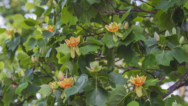 Fresh tulip tree blossoms surrounded by green leaves in spring season