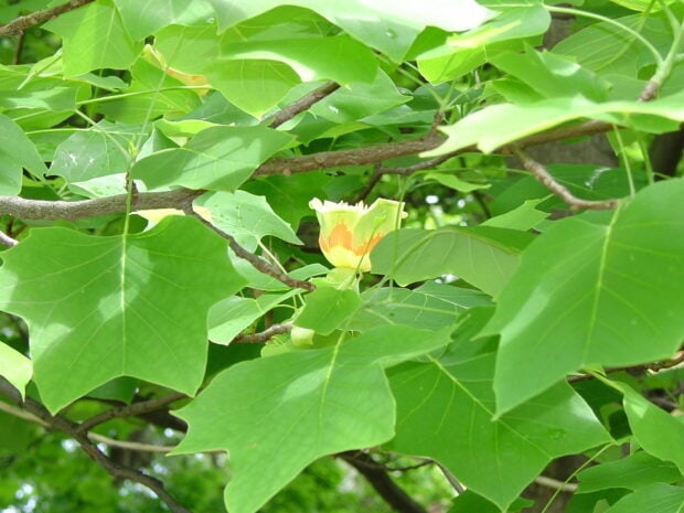 A close up view of tulip tree leaves and a yellow flower blooming among the green foliage