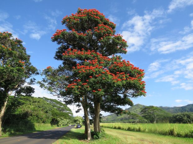 A tall tulip tree with bright orange flowers standing beside a rural road under a blue sky