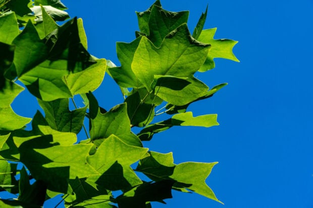 Bright green tulip tree leaves glowing against a clear blue sky