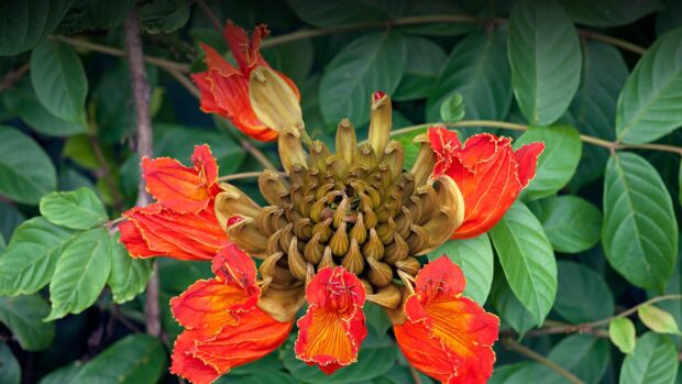 Close up of a tulip tree flower surrounded by green leaves in full bloom
