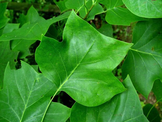Close up of green tulip tree leaves showing natural texture and veins