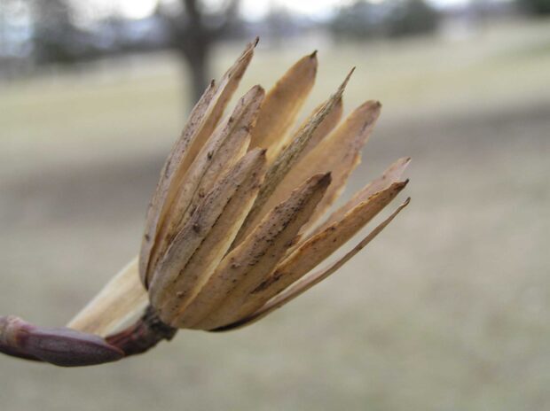 A close up of tulip tree seed pod with a blurred background