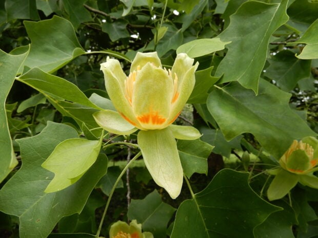 Close up of tulip tree flower surrounded by green leaves in natural setting