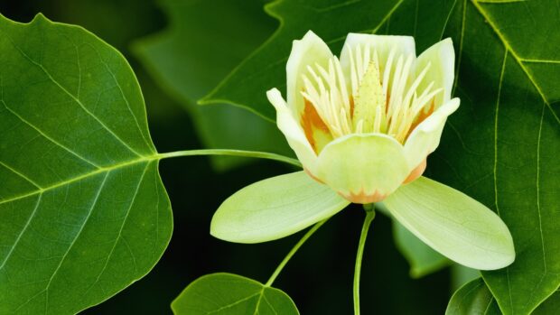 Close up of tulip tree flower surrounded by green leaves