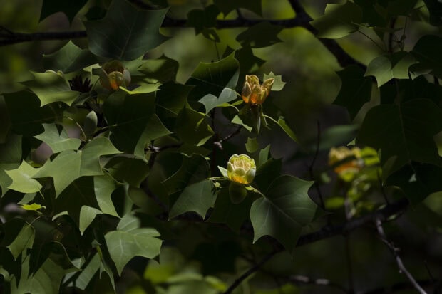 Close up of tulip tree flowers surrounded by green leaves in natural light