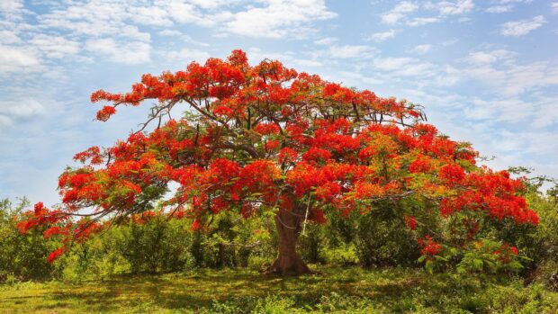A vibrant tulip tree with bright red flowers standing in a green field under a blue sky