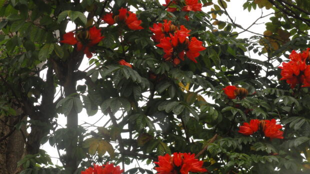 Bright red tulip tree flowers blooming lushly on green leafy branches