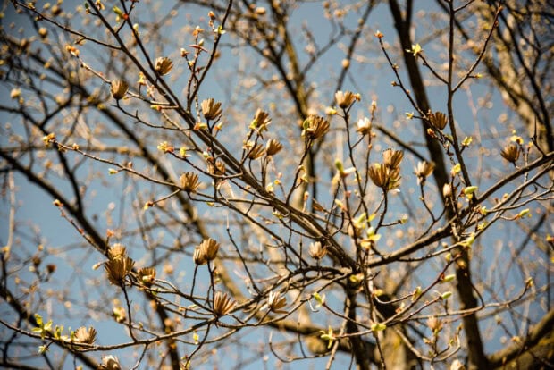 Close up of tulip tree branches with budding leaves in early spring sunlight