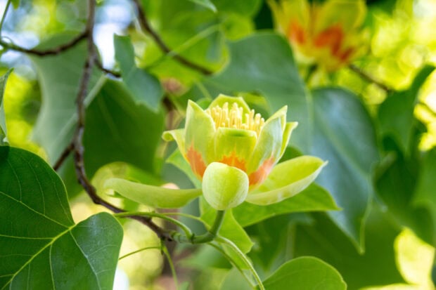 Close up of tulip tree flower blooming among green leaves (1)