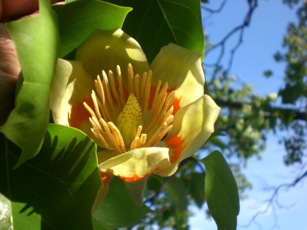 Close up of tulip tree flower blooming among green leaves