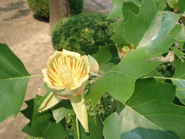 Close up of tulip tree flower surrounded by green leaves on a sunny day