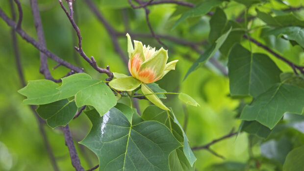 A close up of tulip tree with blooming flower and green leaves on branches