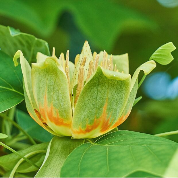 Close up of tulip tree green flower blooming among lush leaves