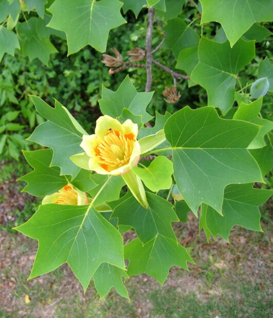 Close up of tulip tree leaves and yellow flowers in green natural environment