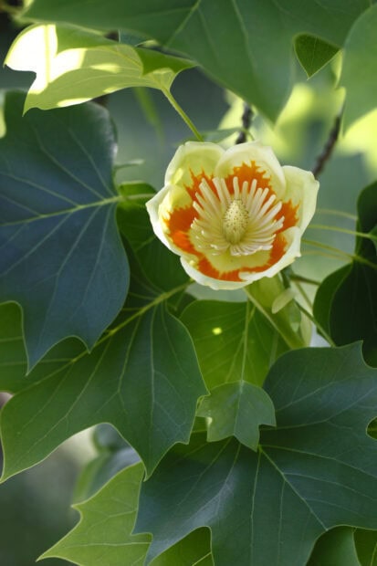 A close up of tulip tree leaves and a blooming tulip tree flower in natural light
