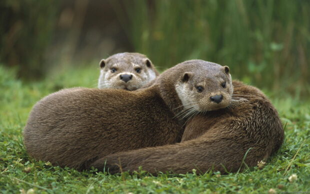 Two otters are resting closely together on grass in a natural setting, HD Desktop Wallpaper