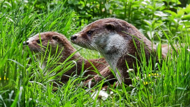 Two otters resting peacefully in the green grass with natural surroundings and otter wallpapers, 4K Desktop Wallpaper