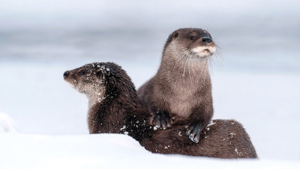 Two otters covered with snow resting calmly in a snowy landscape, HD Desktop Wallpaper