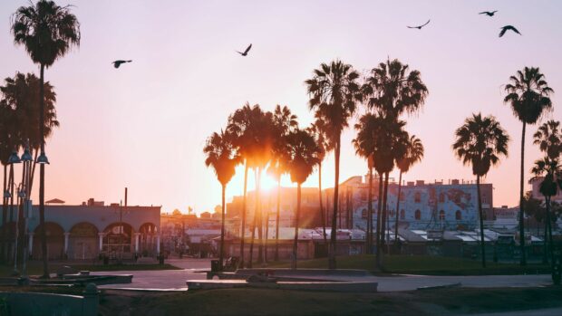 Sunset behind palm trees in the United States cityscape with birds flying in the sky