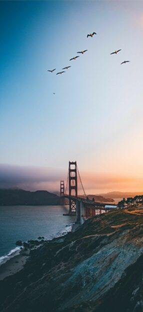 Flying birds above the Golden Gate bridge during sunset in the United States