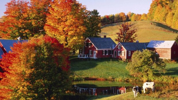 A peaceful countryside in Vermont with colorful autumn trees and cows near a pond, HD Desktop Wallpaper