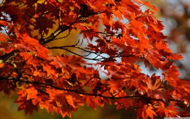 The vibrant red maple tree leaves create a stunning autumn scene in the forest, 2K Desktop Wallpaper