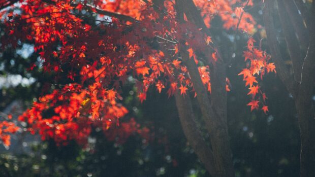 Vibrant red maple tree leaves glow in sunlight against a blurred natural background, 2K Desktop Wallpaper