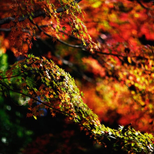The maple tree displays vibrant autumn colors with green and red leaves, HD Desktop Wallpaper
