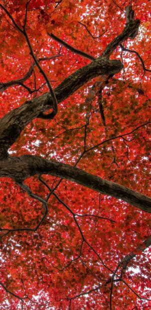 The maple tree displays bright red leaves during autumn season, 2K Mobile Wallpaper