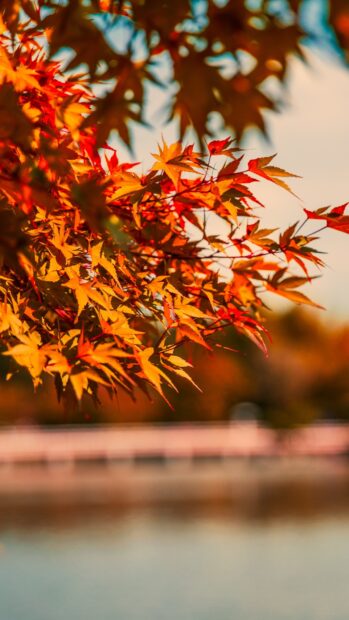A close up of vibrant autumn leaves on a maple tree branch near calm water, 4K Mobile Wallpaper
