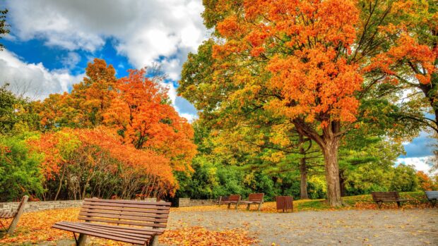 A park with maple trees showing vibrant autumn colors and benches around, 4K Desktop Wallpaper