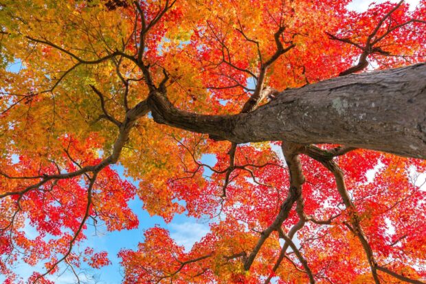 A maple tree with bright red and orange leaves under a clear sky, HD Desktop Wallpaper