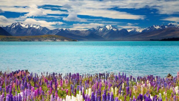 A field of colorful flowers blooms beside a blue lake with snowy mountains in the background, 4K Desktop Wallpaper