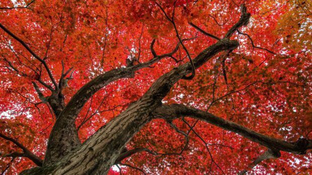 The vibrant red maple tree foliage spreads over the viewer, 4K Desktop Wallpaper