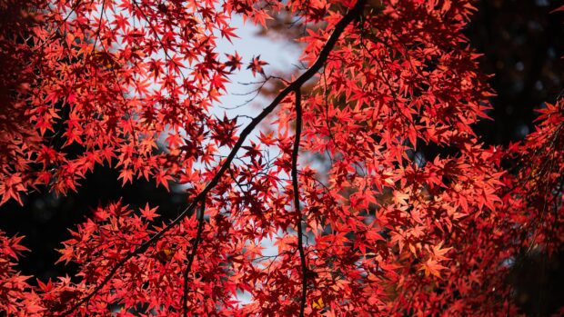 The image shows vibrant red maple tree leaves against a clear sky, 4K Desktop Wallpaper