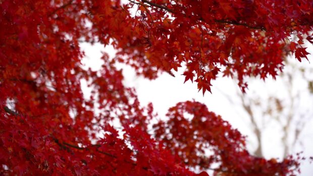 Bright red maple tree leaves fill the frame in autumn season, 4K Desktop Wallpaper