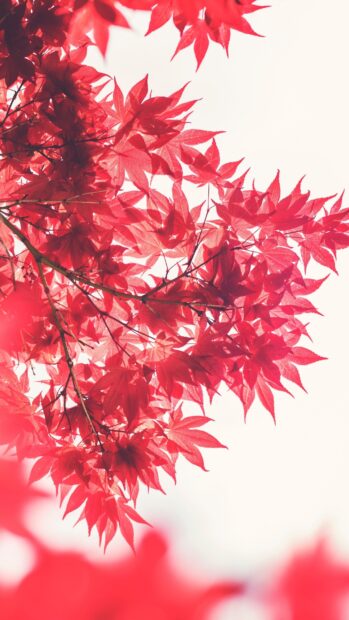 Bright red maple tree leaves glow in soft light, 2K Mobile Wallpaper