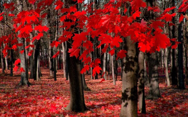 The vibrant red maple tree leaves fill the forest floor in autumn, 2K Desktop Wallpaper