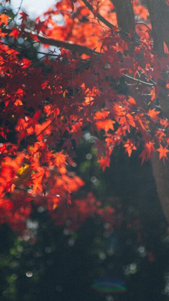 The vibrant red maple tree leaves glow beautifully under natural sunlight, 4K Phone Wallpaper