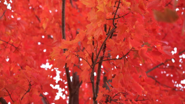 A close up view of vibrant red maple tree leaves during autumn season, 4K Desktop Wallpaper
