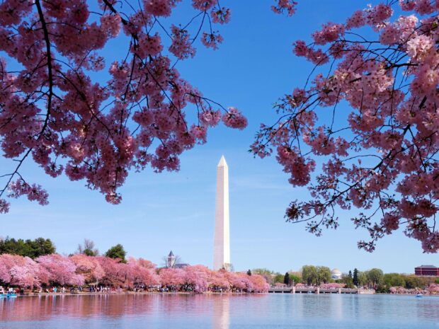 Washington Monument surrounded by cherry blossom trees and reflecting pool in spring