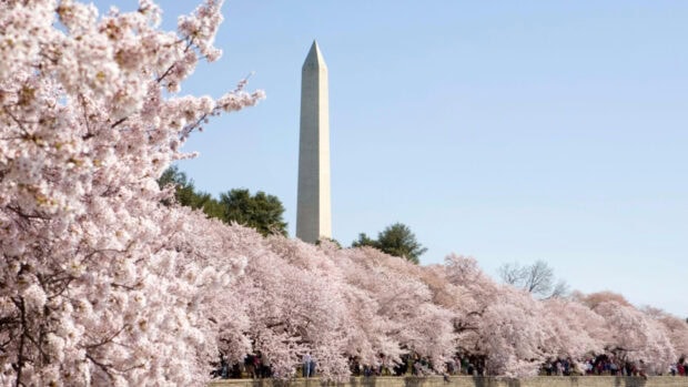 Washington Monument surrounded by cherry blossom trees in full bloom during spring